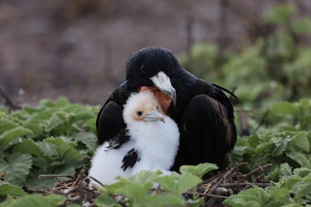 10.-14.07.22 – Galapagos per Schiff