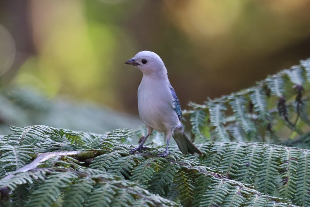17.- 19.07.22 – Mindo – Im Bergnebelwald